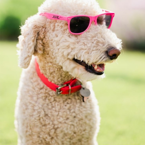 Hazel, a white poodle, wearing pink JoieFarm sunglasses on the Picnique lawn.