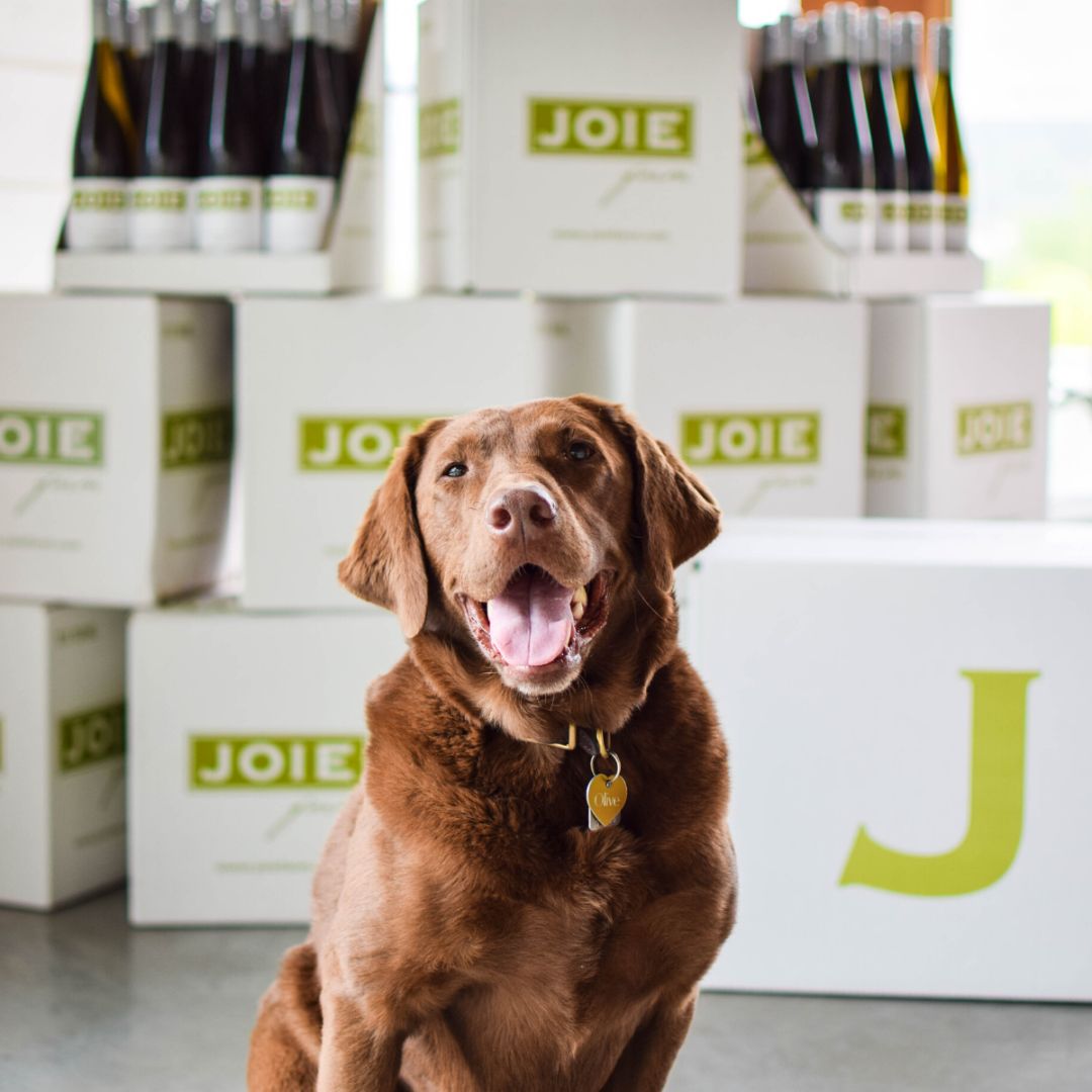 Olive the dog in front of boxes of JOIEfarm wine deliveries