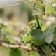 beautiful green vines closeup