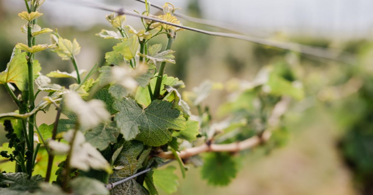 Trade & Media | JoieFarm Winery