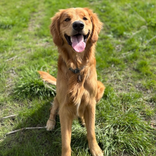 Kylo the dog smiling in the yard at JoieFarm