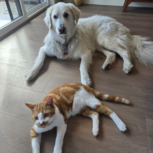 Larry the dog, and George the cat laying on the floor together