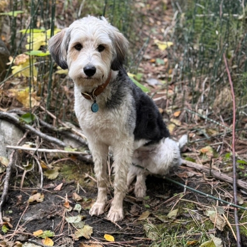 Ozzie the dog in the fall leaves