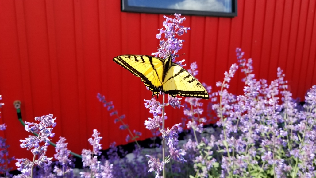 Monarch butterfly