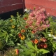 pollinator habitat